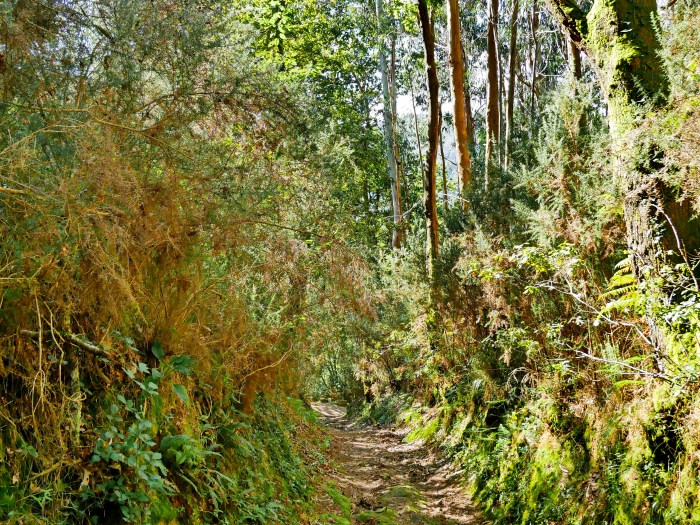 Fragas do Eume (Galizien)