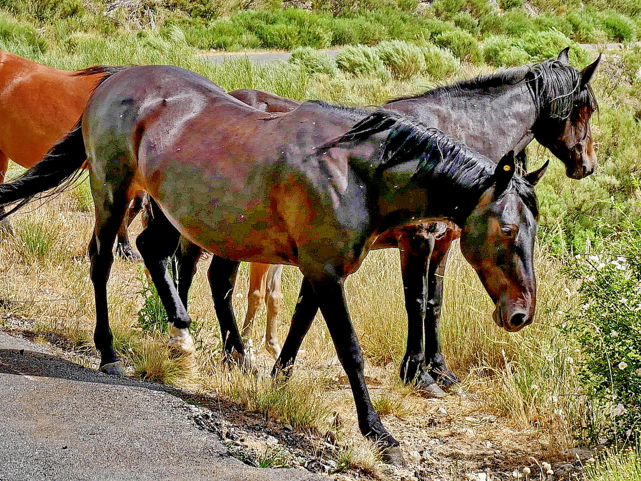 Sierra de Gredos